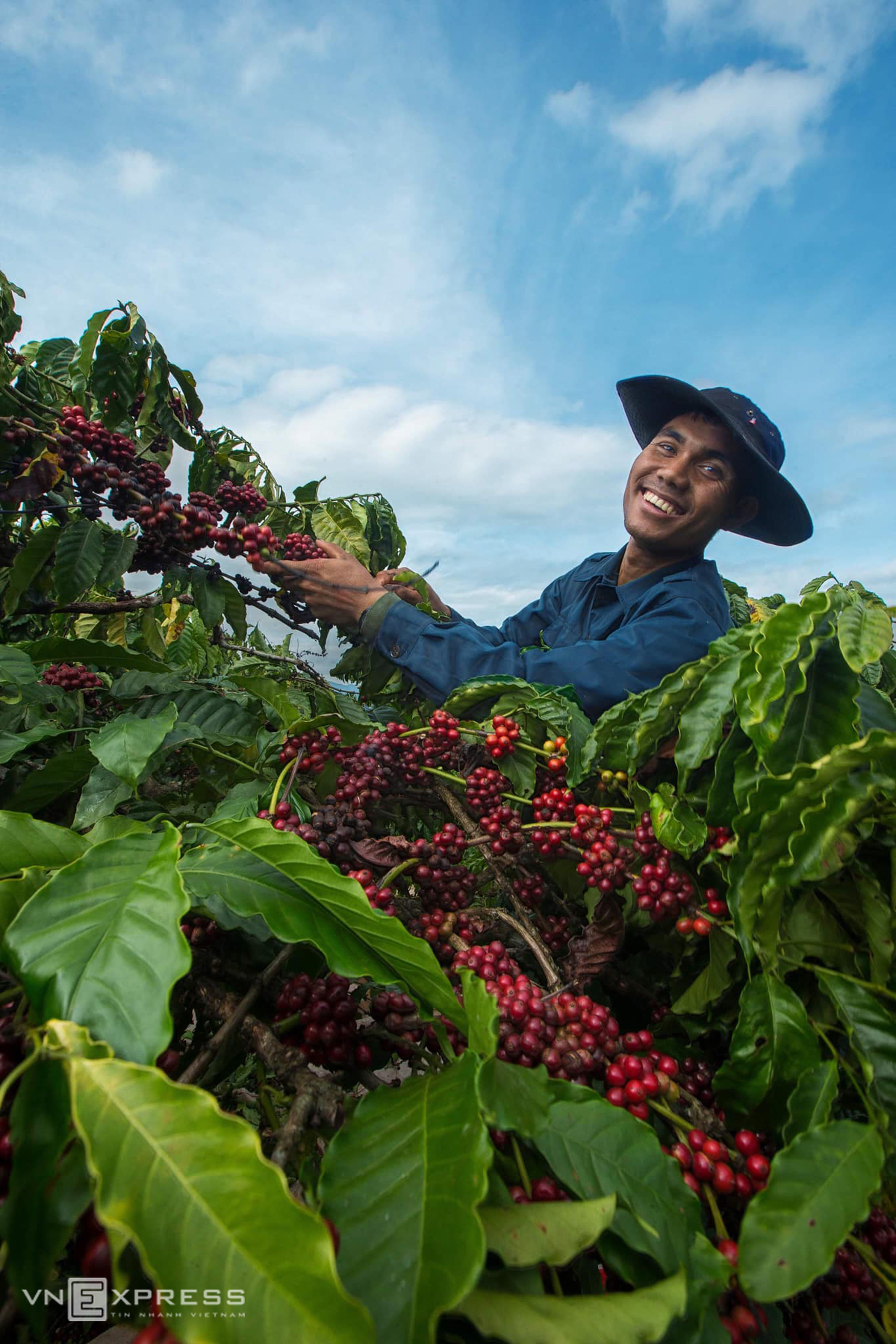 Vietnam, le deuxième plus grand producteur mondial de café